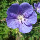 GERANIUM BLEU