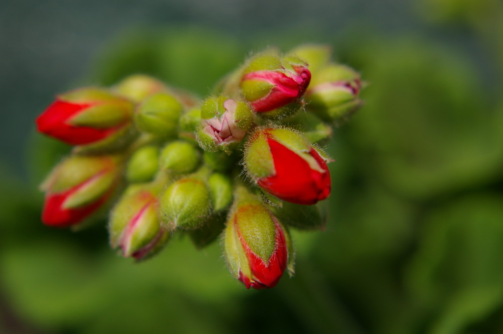 Geranium buds