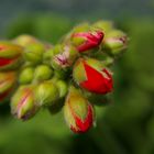 Geranium buds
