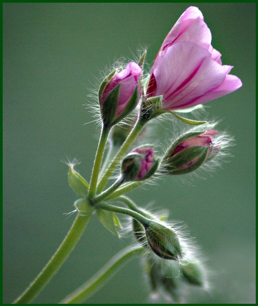 Geranium buds