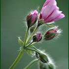 Geranium buds