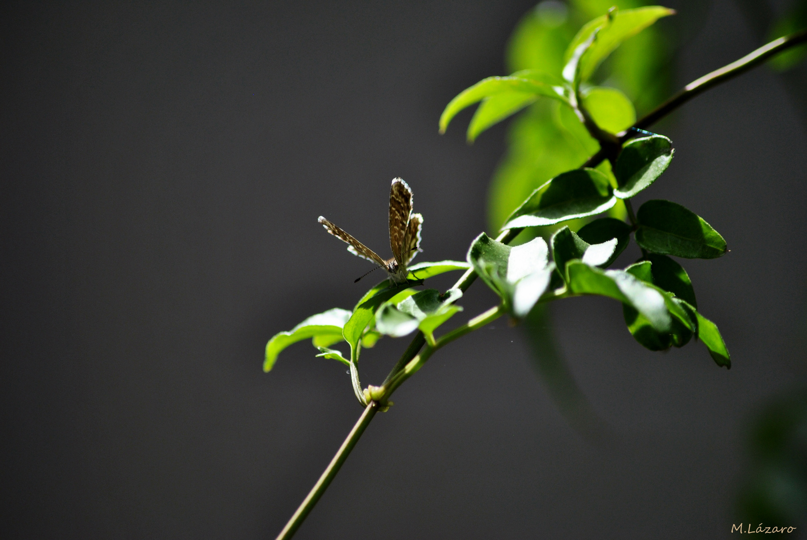 Geranium Butterfly