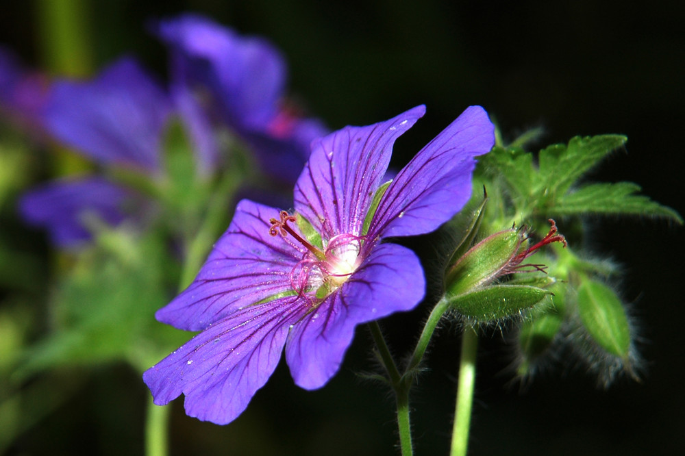 Geranium ......