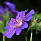 Geranium ......