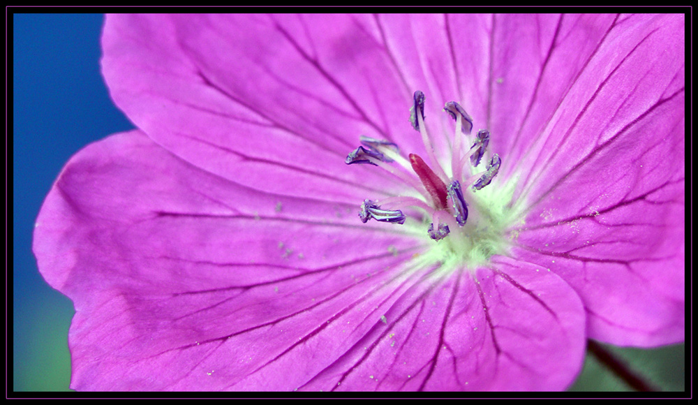 Geranium