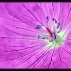 Geranium