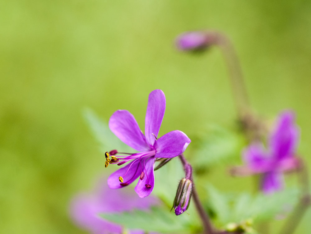 Geranium canariense