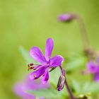 Geranium canariense