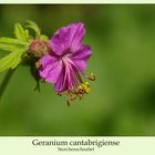 Geranium cantabrigiense...