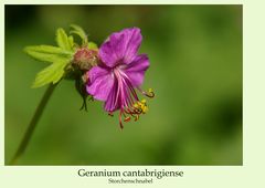 Geranium cantabrigiense...