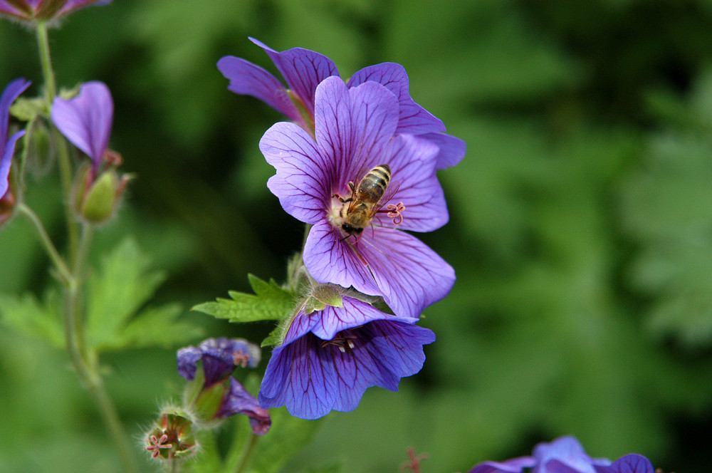 Geranium