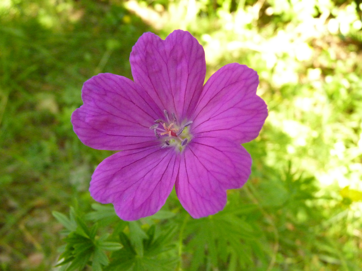 Géranium des bois