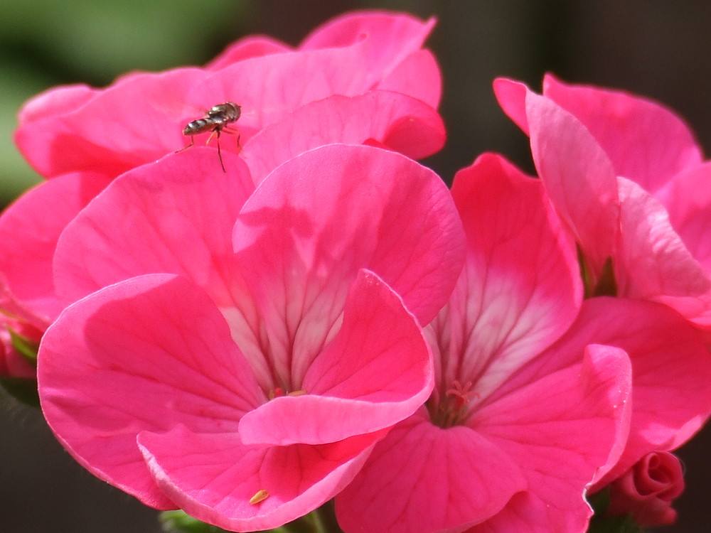 Geranium