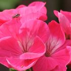 Geranium