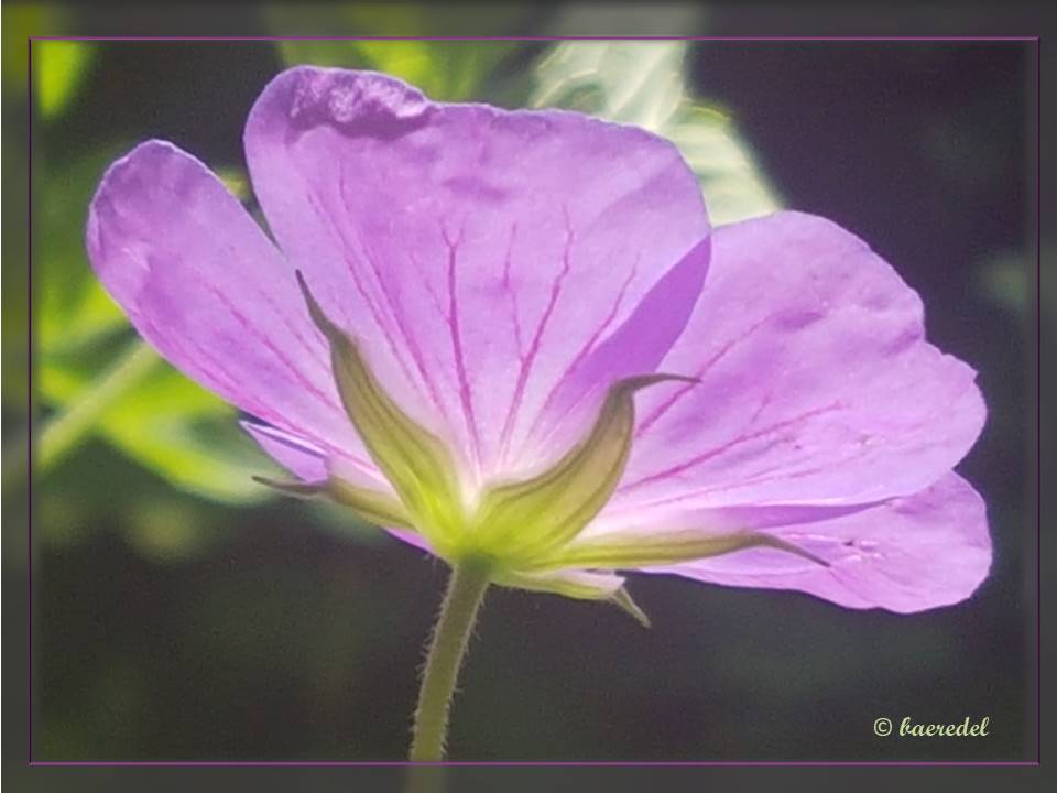 Geranium - es ist wie es ist...