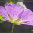 Geranium - es ist wie es ist...