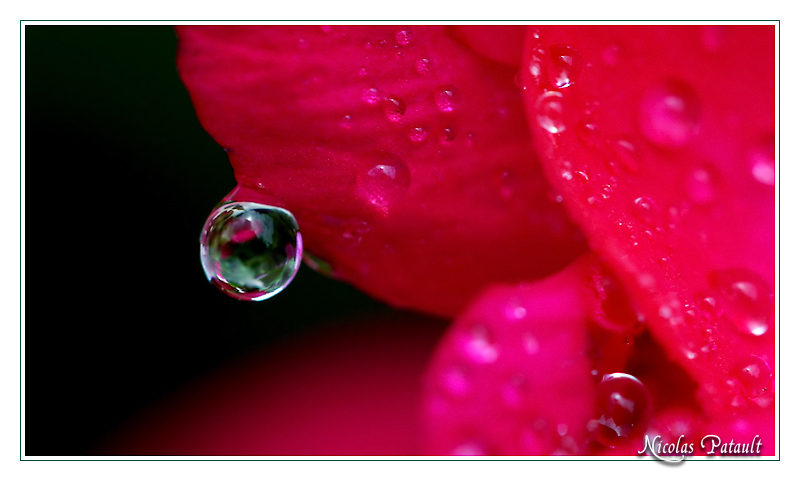 Géranium et goutte d'eau !