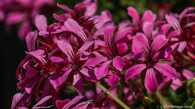 Geranium.