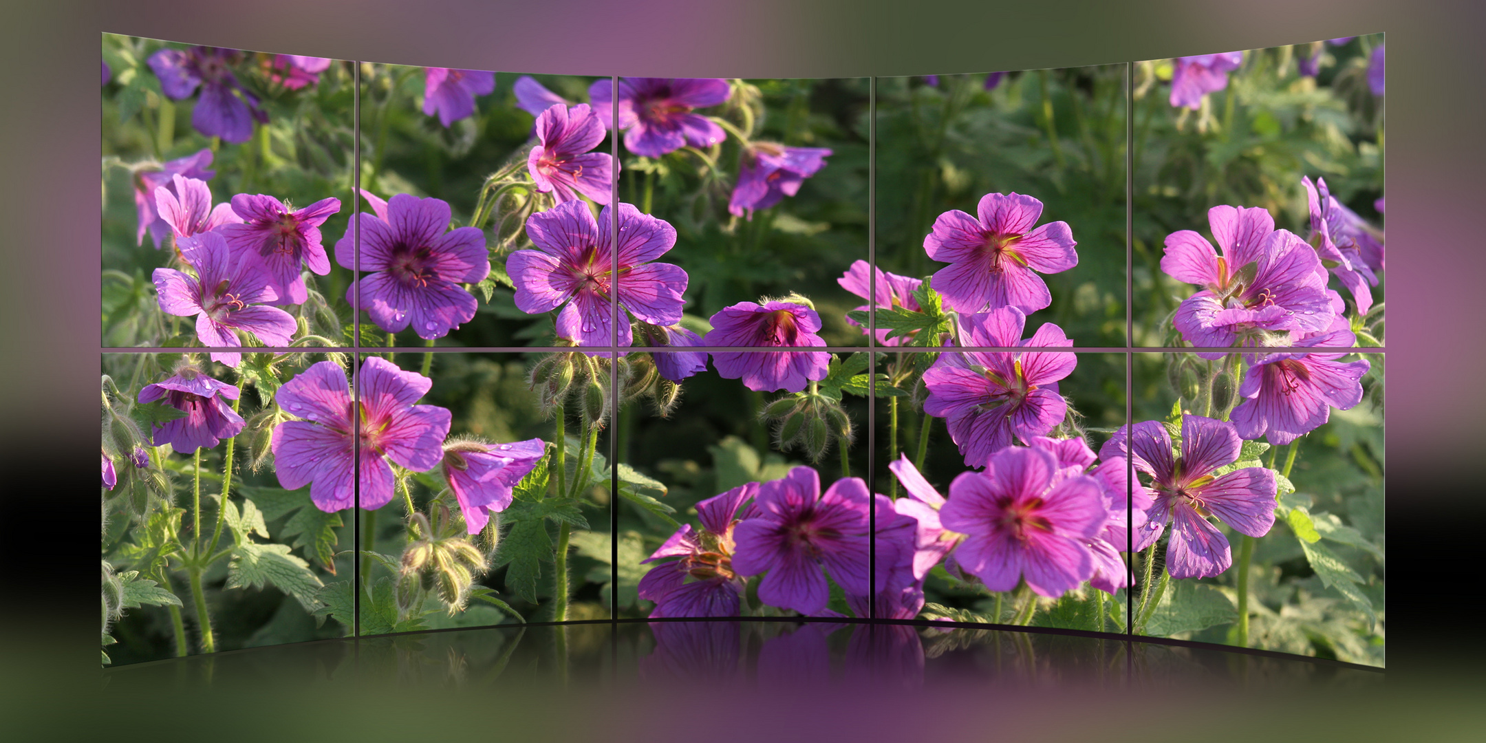 Geranium