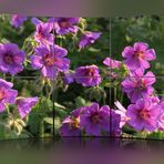 Geranium