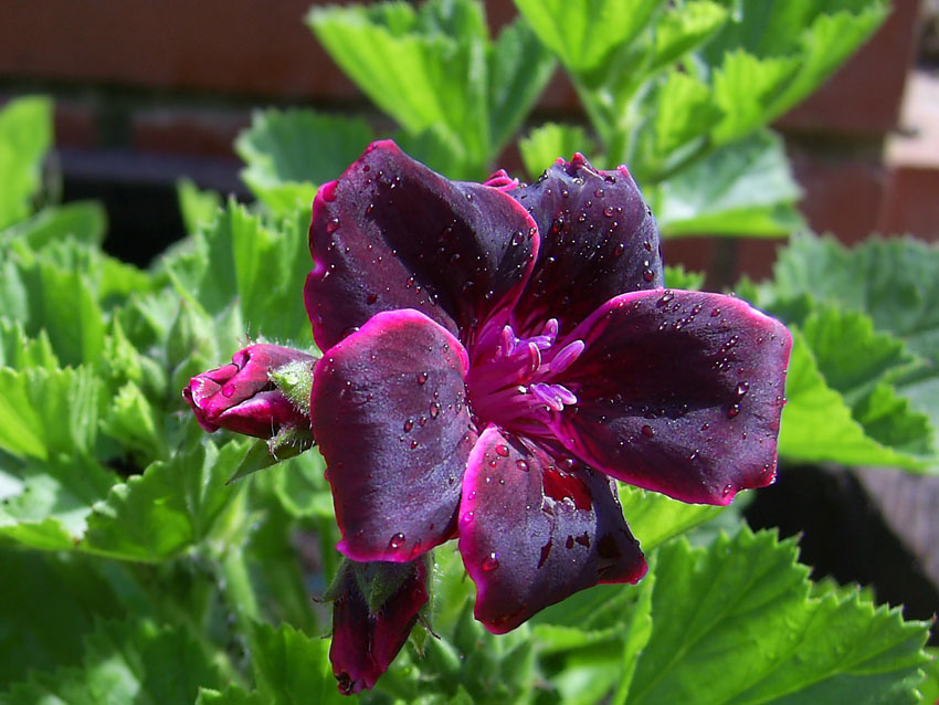 Geranium from my garden