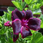 Geranium from my garden