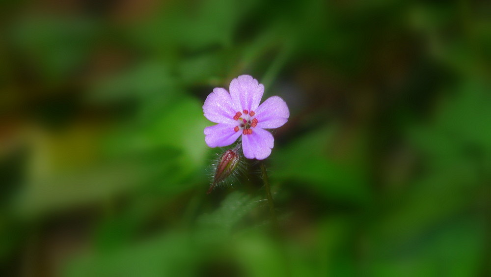 Géranium Herbe de Robert