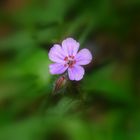 Géranium Herbe de Robert