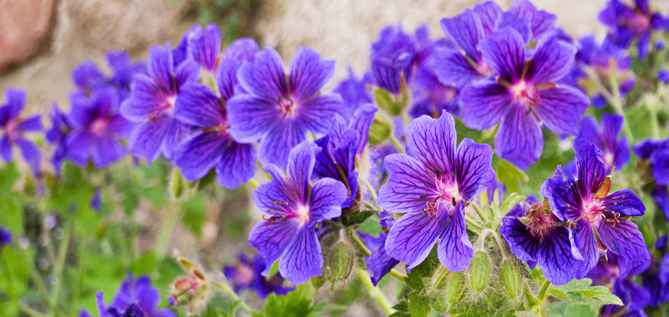 Geranium ibericum