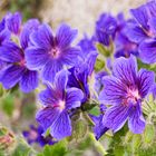 Geranium ibericum