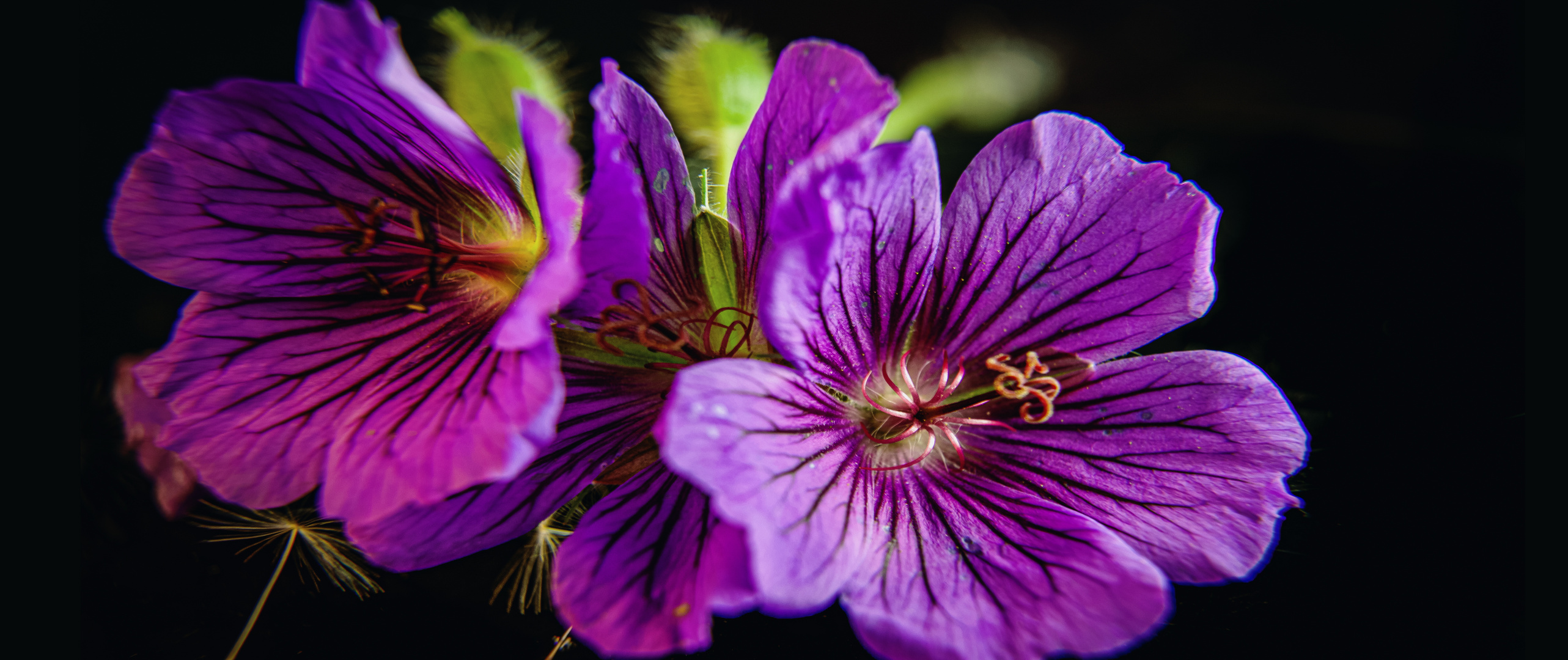 geranium in macro auf anamorph