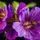 geranium in macro auf anamorph