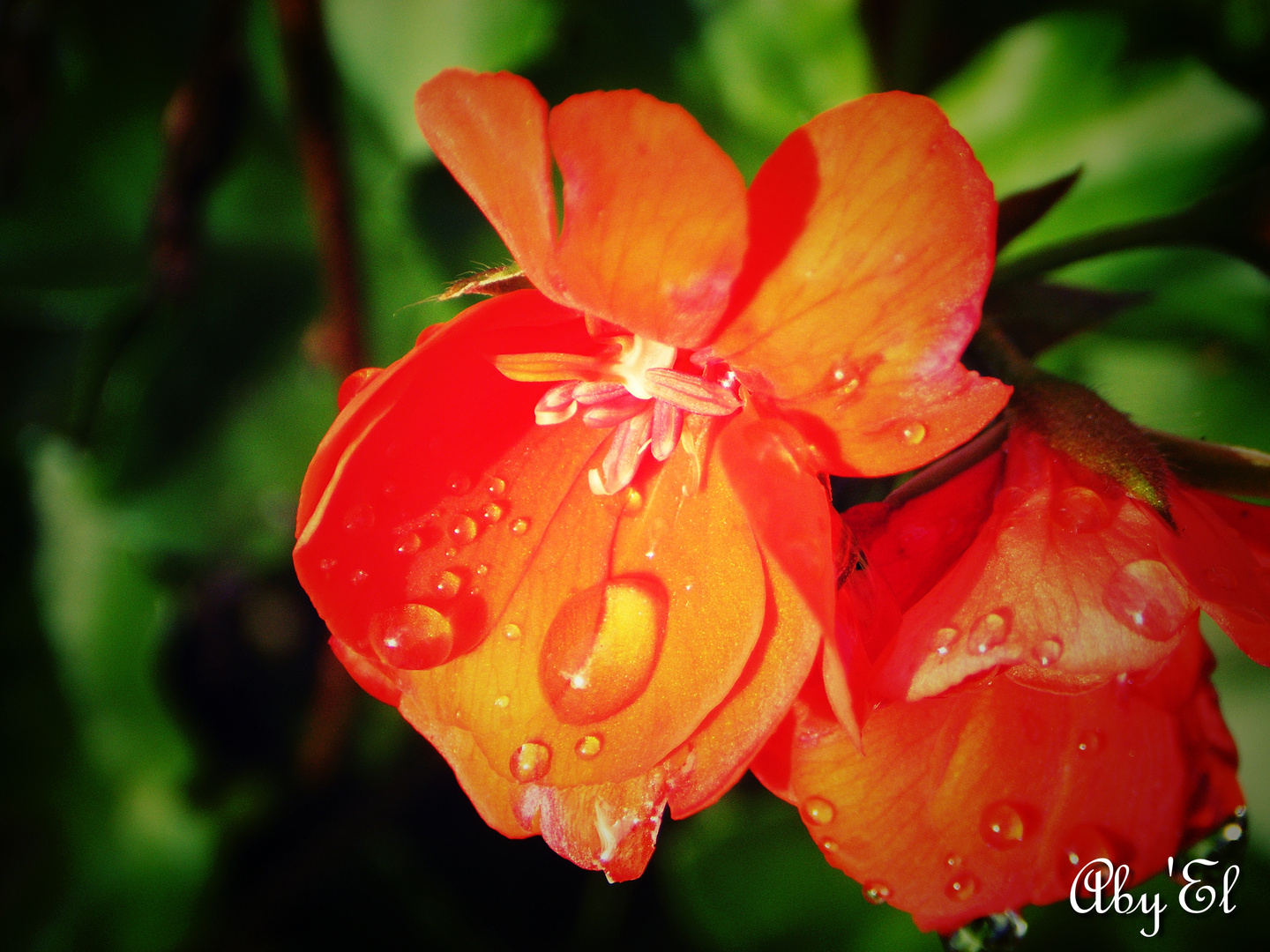 Geranium Lierre (pelargonium)