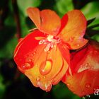 Geranium Lierre (pelargonium)