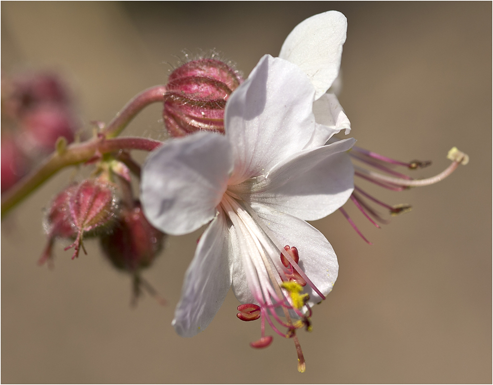 Geranium macrorrhizum "Spessart"