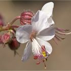 Geranium macrorrhizum "Spessart"