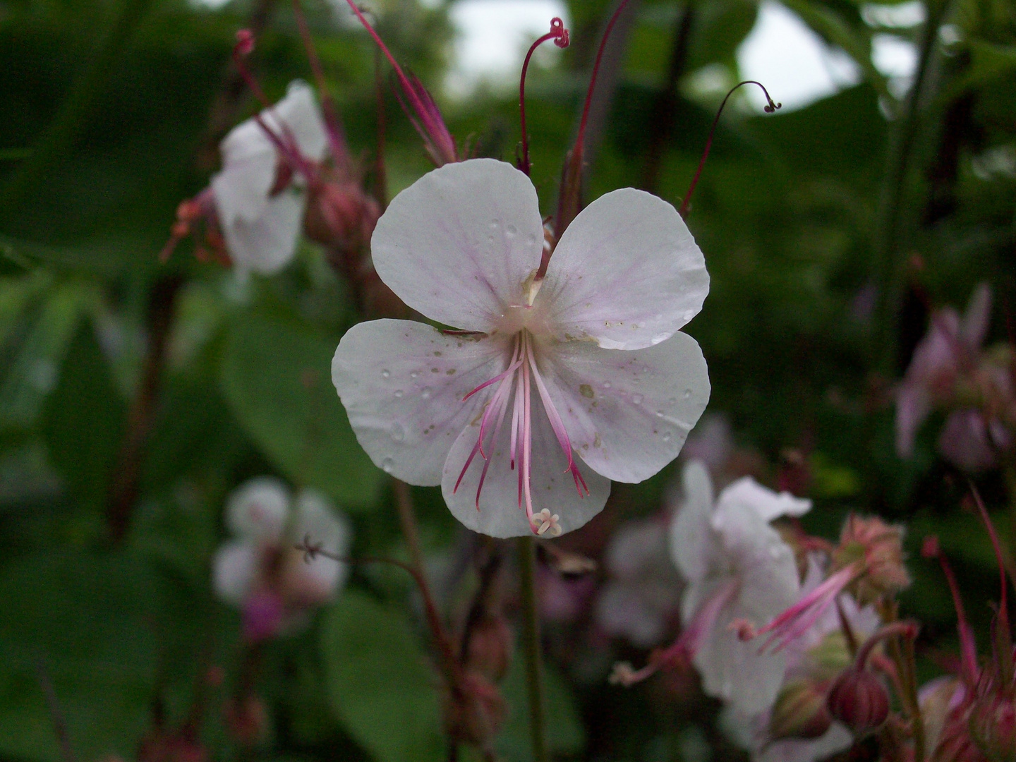 Geranium macrorrhizum 'Spessart' - Felsen-Storchschnabel