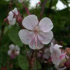 Geranium macrorrhizum 'Spessart' - Felsen-Storchschnabel