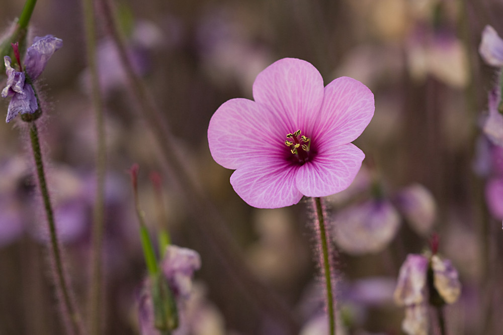 Geranium madarense