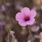 Geranium madarense