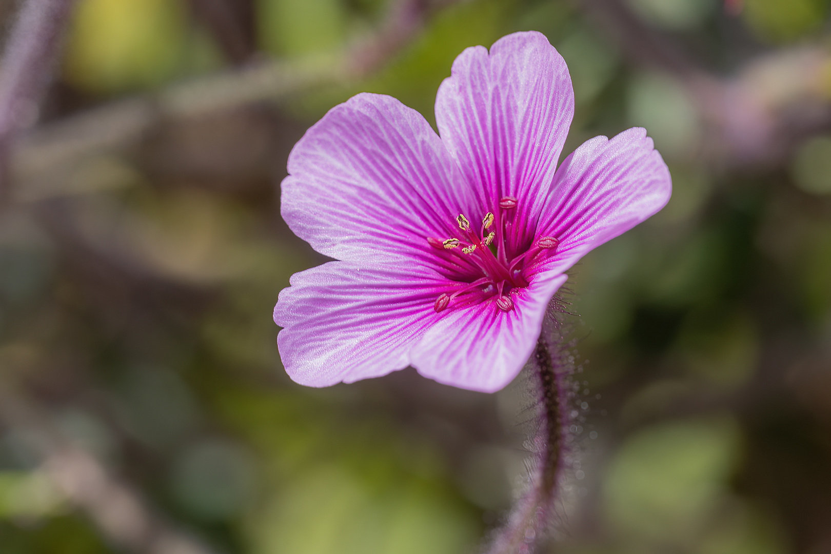 Geranium madeirense