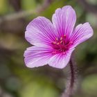 Geranium madeirense