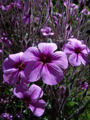 Geranium maderense