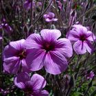 Geranium maderense