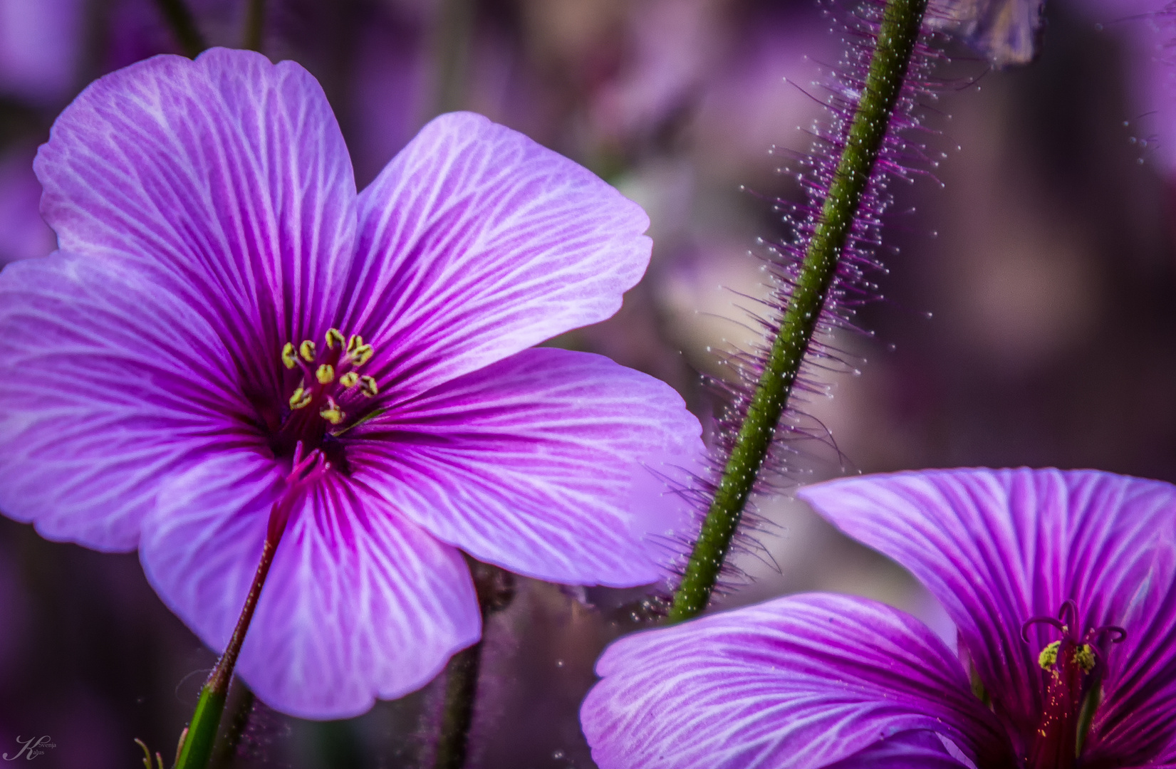 Geranium maderense - Riesenprachtstorchschnabel