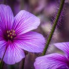 Geranium maderense - Riesenprachtstorchschnabel