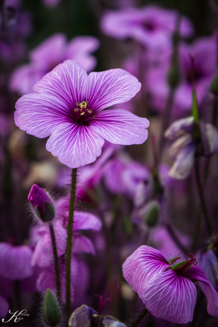 Geranium maderense - Riesenprachtstorchschnabel