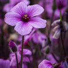 Geranium maderense - Riesenprachtstorchschnabel