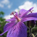 Geranium magnificum "Rosemoor"