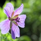 Geranium magnificum - Storchenschnabel